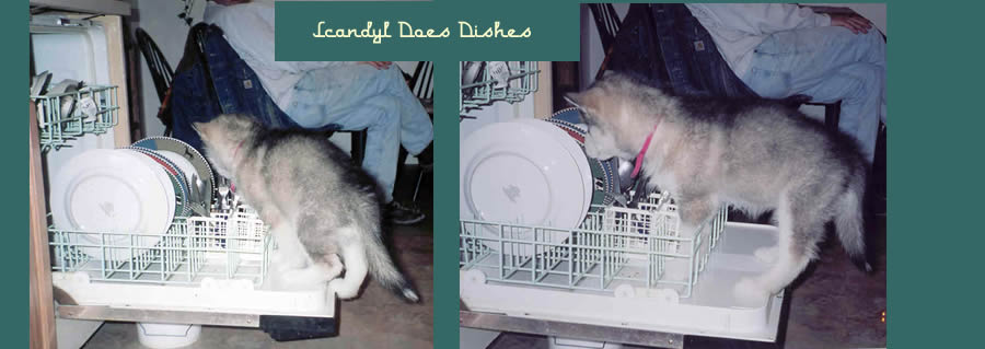 Scandyl helping with the dishes